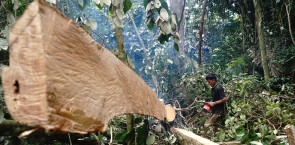The EMMA4EU project kicks off: A European alliance to inform and train on embedded deforestation