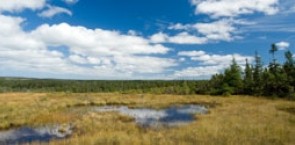 Conservation and Sustainable Use of Peatlands