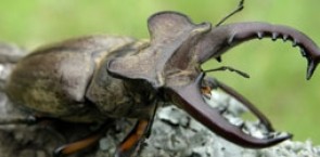 Stag beetle