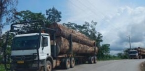 Trucks transporting logs in Gabon