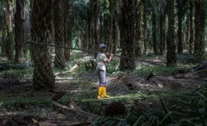 Workers - Palm oil plantation 