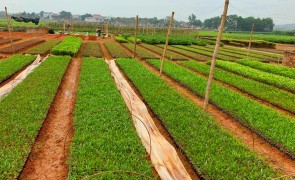 Strengthening forest management practices in Vietnam for improved livelihoods and economic development