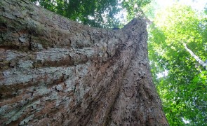 Wood