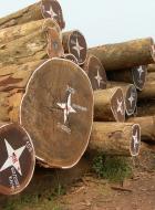 Legalitatea lemnului si Due Diligence (DDS)