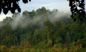 Forest view