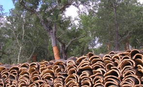 Cork oak