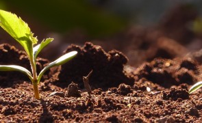 Young leaves