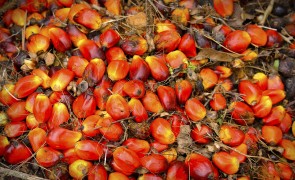 Sustainability Reporting for Palm Oil Companies 