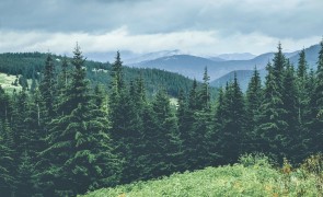 Ukraine forest