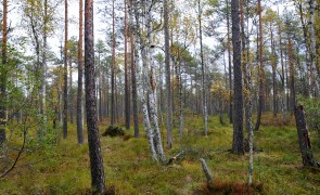TV2 mener der svindles med biomassen fra Estland
