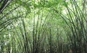 bamboo plantation