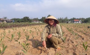 Nguyen Thi Khang works in a tree nursery and is the primary breadwinner of her family. Photo: Thai Thi Huyen Nga