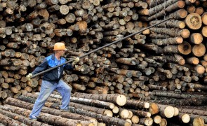 Russia has recently implemented new measures to increase transparency on timber legality.