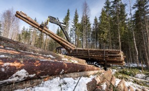 Preferred by Nature supports FAO in developing online portal TimberLex for forest-related legislation and timber legality 