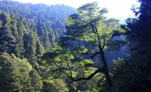 State-owned forest in Taiwan receives FSC™ forest management certification  