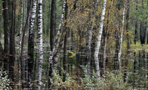 Zalgiriai forest 