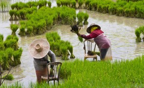 Rice field