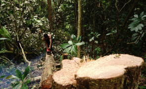 Logging