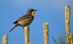 Kirtlands Warbler 