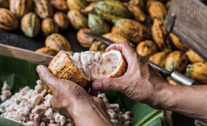 cacao