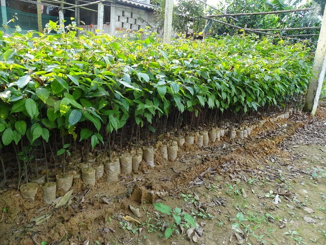Acacia seedlings arranged in rows