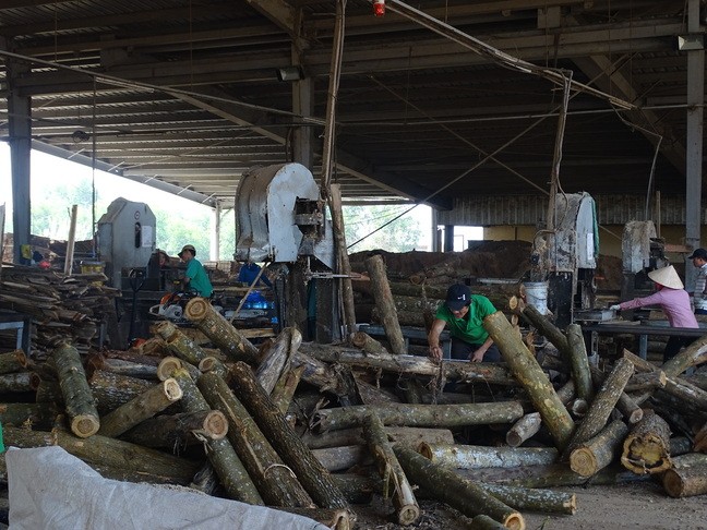 Wood processing activities at the Cam Lo factory
