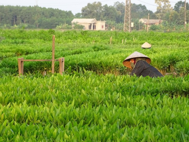 Through this project, two nurseries delivered high quality planting material