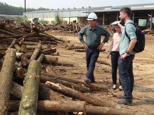 Wood trunks for production